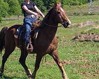 flashy-rocky-mountain-horse
