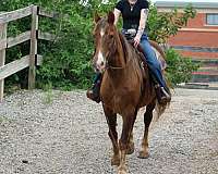husband-safe-rocky-mountain-horse