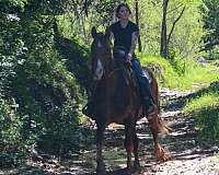kid-safe-rocky-mountain-horse