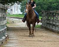 ranch-rocky-mountain-horse
