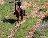 ranch-work-rocky-mountain-horse