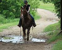 ridden-western-rocky-mountain-horse