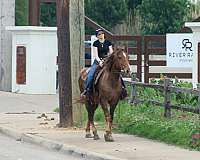 trail-riding-rocky-mountain-horse