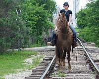 trail-rocky-mountain-horse