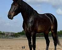 athletic-draft-horse