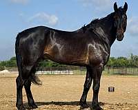 beginner-draft-horse