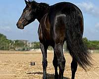 calf-roping-draft-horse