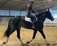 english-pleasure-draft-horse