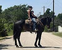 driving-draft-horse