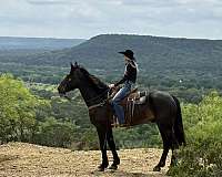 endurance-draft-horse