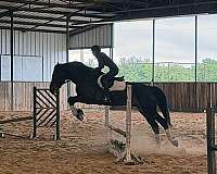 equitation-draft-horse