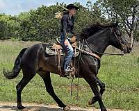 eventing-draft-horse