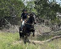 experienced-draft-horse
