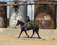 hunter-draft-horse