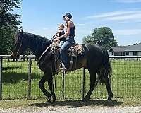 husband-safe-draft-horse