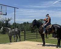 jumper-draft-horse