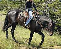 jumping-draft-horse