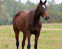 athletic-appendix-horse