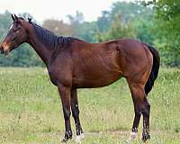 beginner-appendix-horse