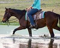endurance-appendix-horse