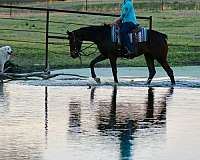 flashy-appendix-horse