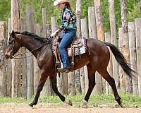 experienced-appendix-horse