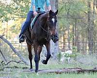 husband-safe-appendix-horse
