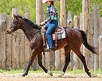 kid-safe-appendix-horse