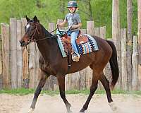 ranch-appendix-horse