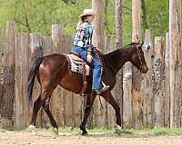 ranch-versatility-appendix-horse