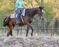 ranch-work-appendix-horse