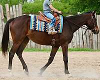 ridden-western-appendix-horse