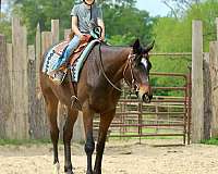 show-appendix-horse