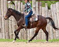 trail-appendix-horse