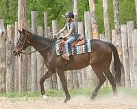 trail-riding-appendix-horse