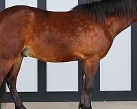 athletic-pony