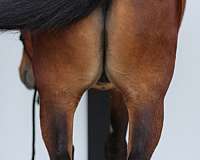 endurance-pony