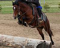 english-pleasure-pony