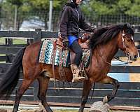 equitation-pony