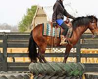 eventing-pony