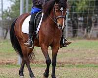 jumper-pony