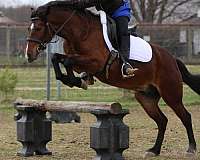 jumping-pony