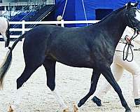 slbr-hunter-horse