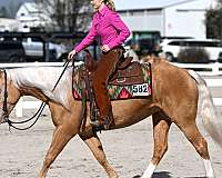 champagne-yout-horse