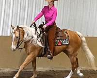 aqha-quarter-horse
