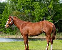 all-around-quarter-horse