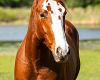 athletic-quarter-horse