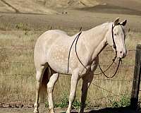 athletic-quarter-horse