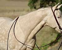 flashy-quarter-horse