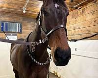 athletic-warmblood-horse